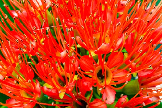 Red golden penda flowers