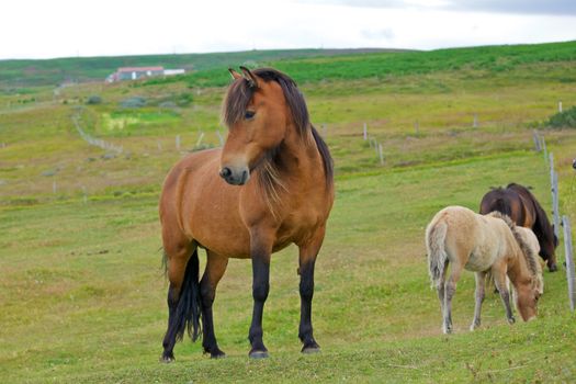 Icelandic horses grazing on a green grass field. Iceland.