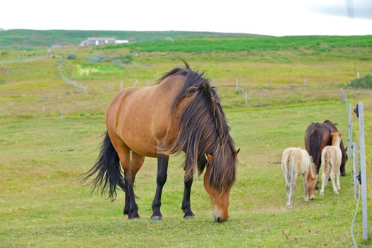 Icelandic horses grazing on a green grass field. Iceland.