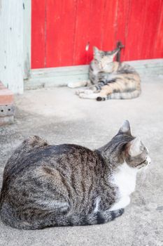 Two siamese cats rest on ground in garden home