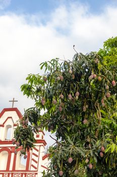 Mango tree full of ripe fruit with an old white church in the background