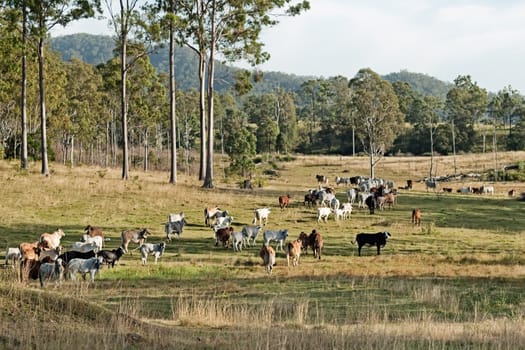 Australian country landscape beef cattle on rural ranch farm land and gum trees