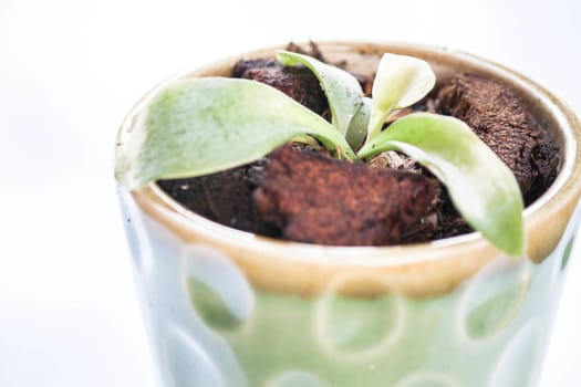 Close up sprout in ceramic plant pot