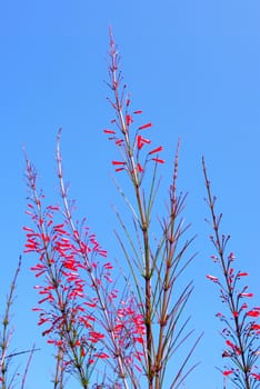 Red flower plant with blue sky