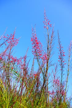 Red flower plant with blue sky