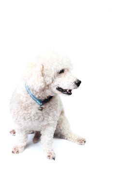 Poodle dog isolated on white background