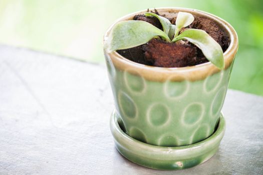 New green plant in ceramic plant pot