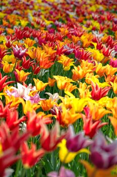 Colourful tulips