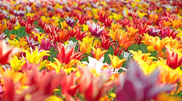 Colourful tulips