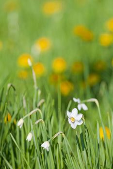 daffodil - blooming wild flowers on the meadow at springtime