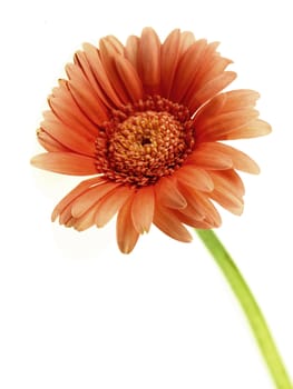Gerbera Flower