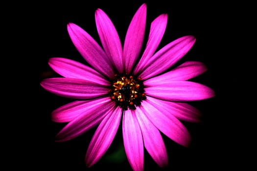 Purple Daisy