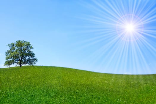 Lonely tree on a green meadow with blue cloudless sky and shining sun