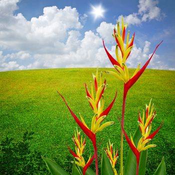 Parrot Heliconia with field background