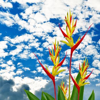 Parrot Heliconia with cloudy sky background