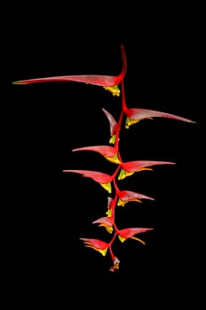 Heliconia flower islated on black background