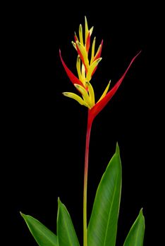 Parrot Heliconia isolated on black background