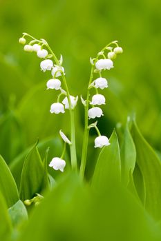 White lilies of the valley, small spring flowers