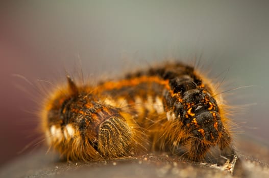 Euthrix potatoria