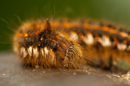 Euthrix potatoria