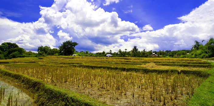 The Harvest of Rice. Break. Samosir Island  Lake Toba  North Sumatra  Indonesia.