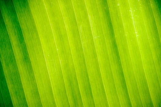 Abstract Banana leaves in background.