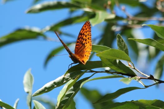 Butterfly on a tree branch