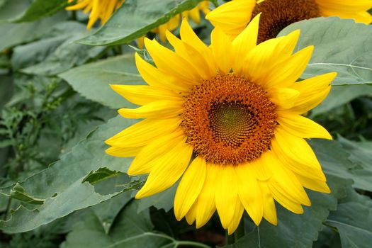 A sunflower on a sunny day