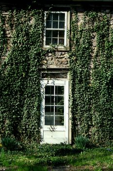 A Ivy covered door and window