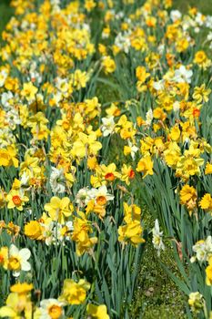 A Patch of yellow daffodils 