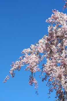 Some Cherry blossoms against blue sky