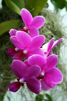 Colorful orchids close up image