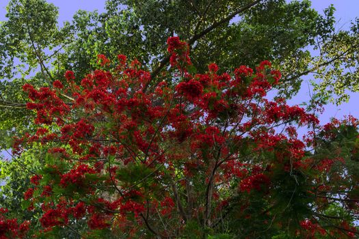 Tree Delonix Regia (syn. Poinciana Regia). Thailand, summer 2013.