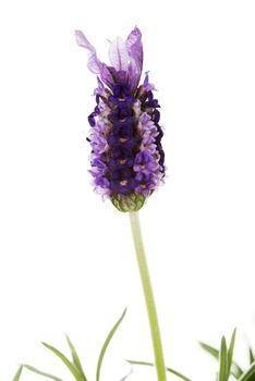 Lavender isolated on white background.