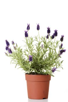 Lavender isolated on white background.