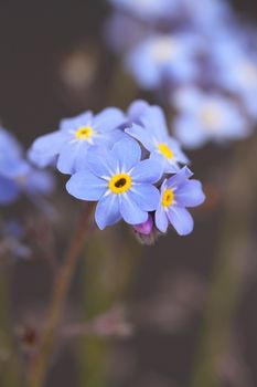 Forget me nots Myosotis