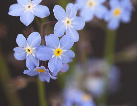 Forget me nots Myosotis