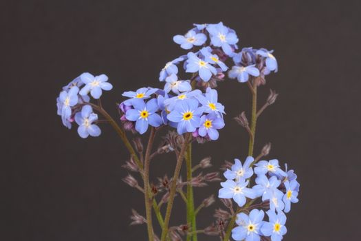 Forget me nots Myosotis
