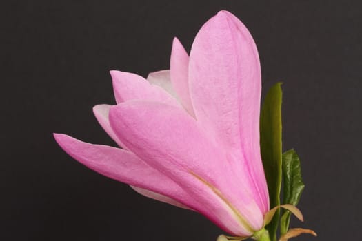 Magnolia liliiflora
