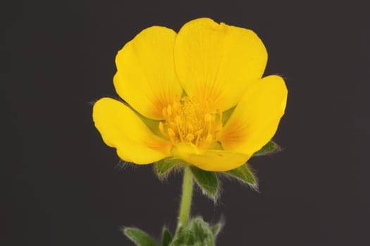 Rosaceae