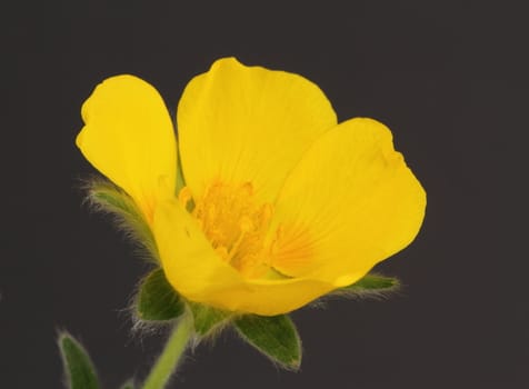 Potentilla