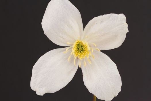 Clematis Montana Alba