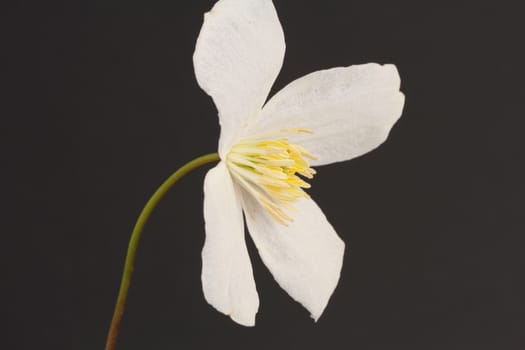 Clematis Montana Alba