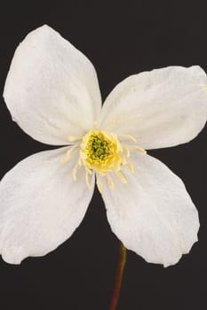 Clematis Montana Alba