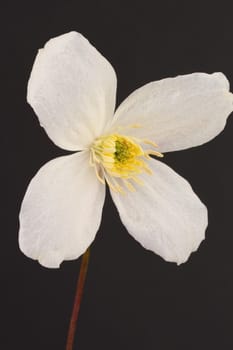 Clematis Montana Alba