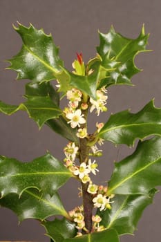 Holly leaves and flowers