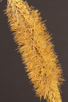 A grass flower on a black background
