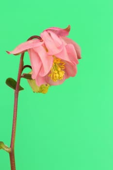 An Aquilegia flower on a green background