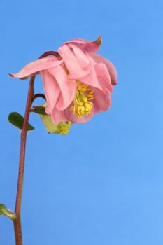 An Aquilegia flower on a bnlue background