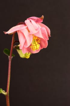 Aquilegia